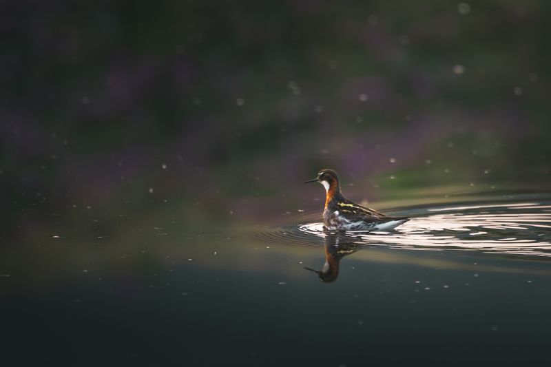 птицы, дикая природа Круглоносый плавунчик фото превью