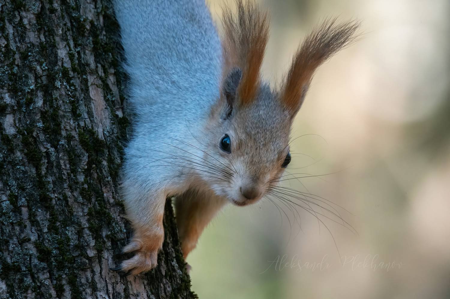 , Плеханов Александр