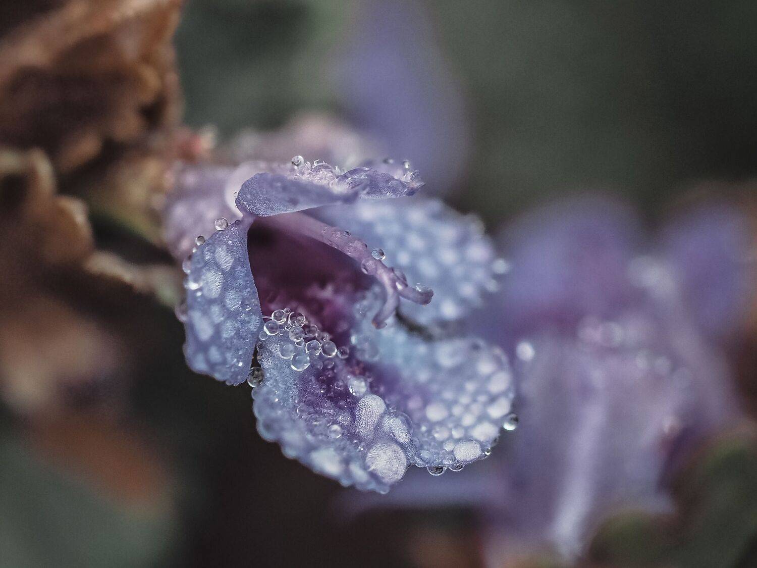 макро, цветок, капли, macro, flower, droplets, Протченко Ирина