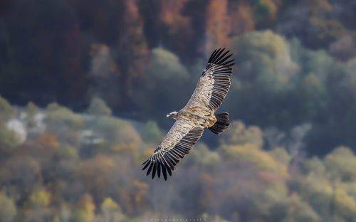 Властители пространств