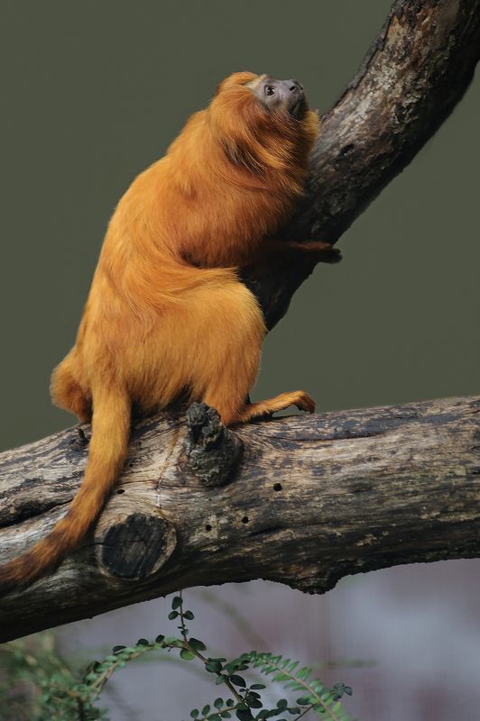 Tamarin-lion doré фото превью