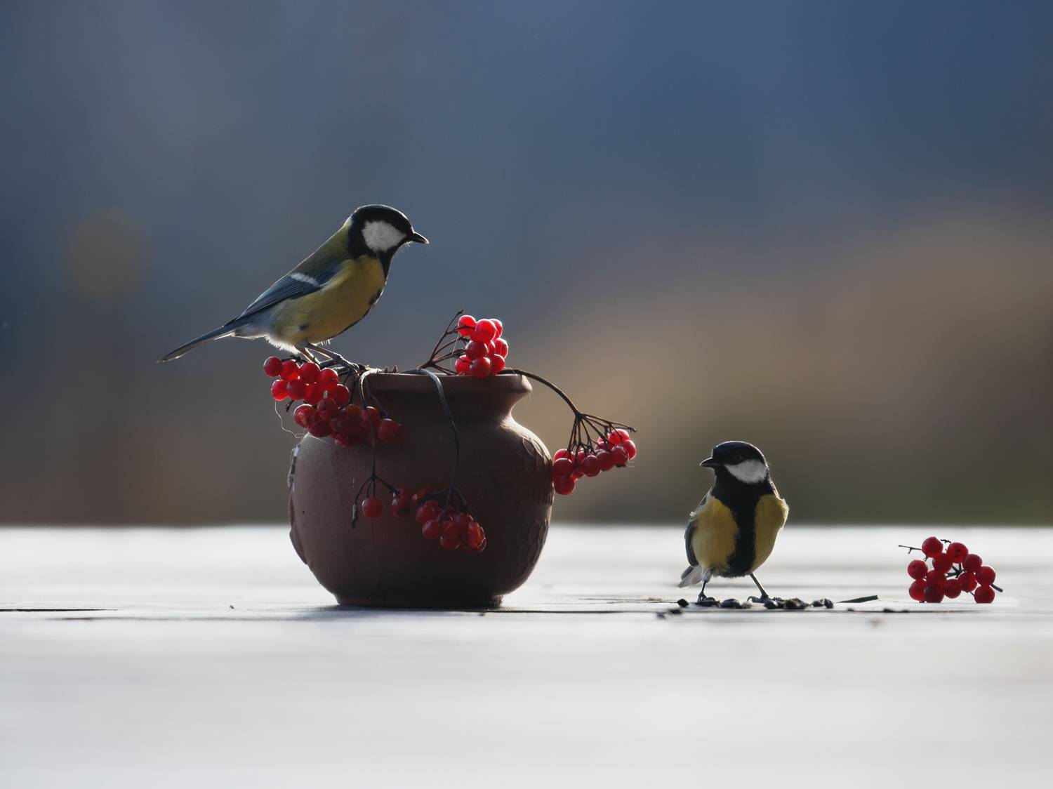 синица, свет, птицы, природа, Баранов Олег