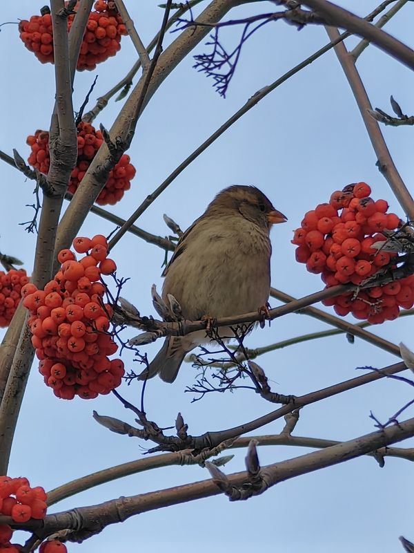 Воробушек фото превью