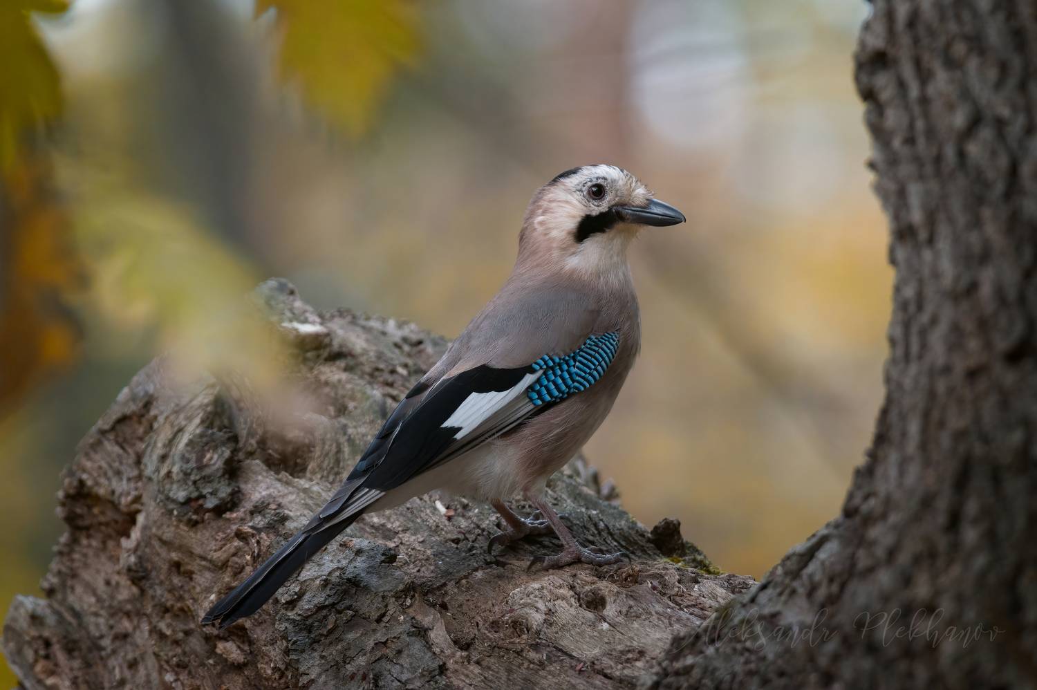 , Плеханов Александр