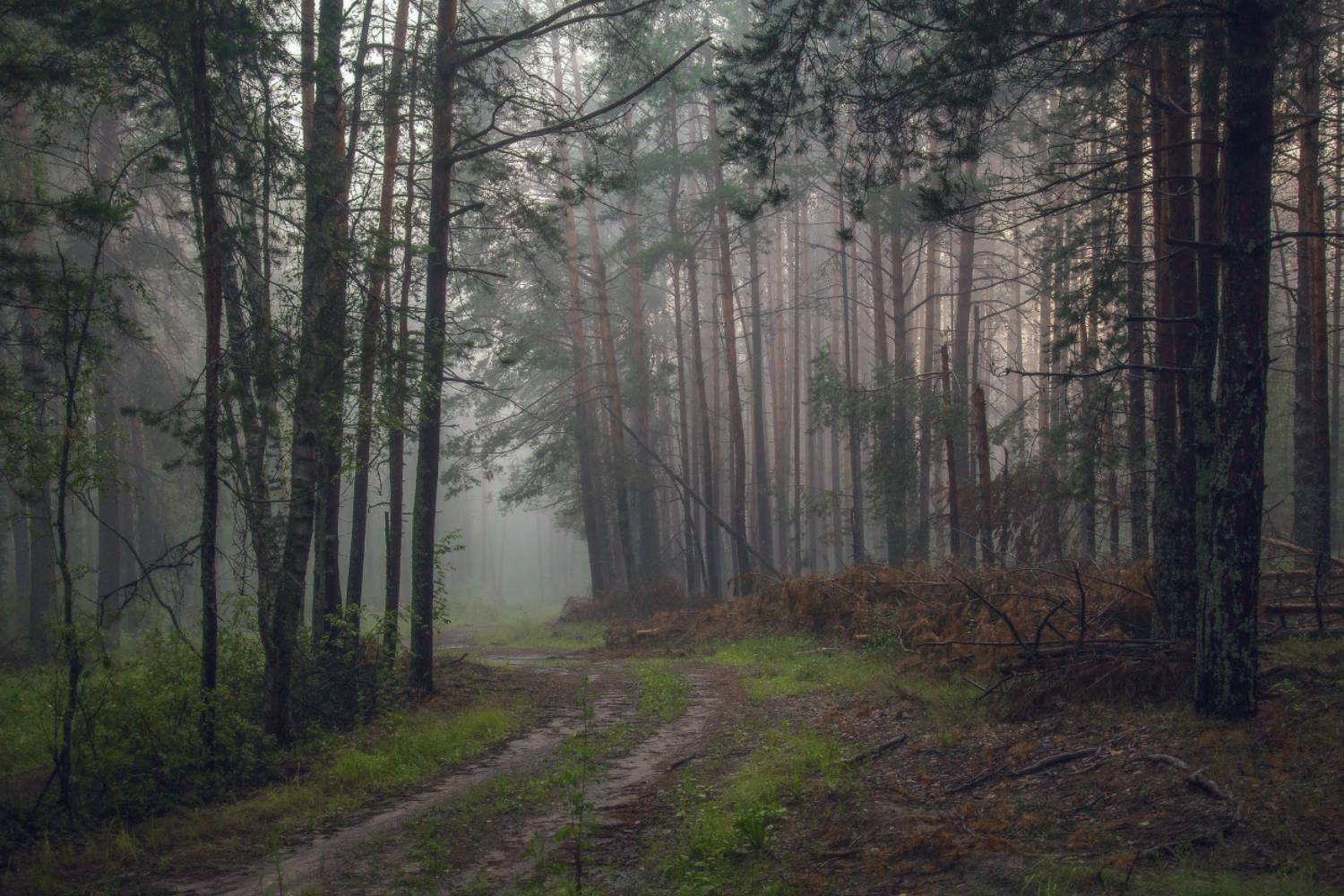 серково июль вечер туман, Дмитрий Алексеев
