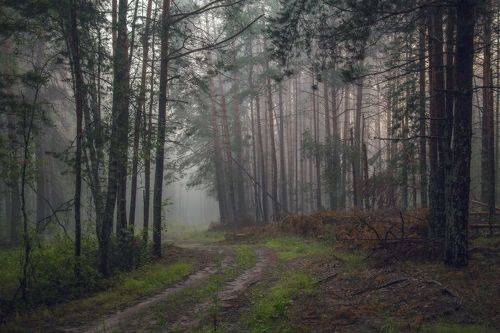 Вечерний лес.