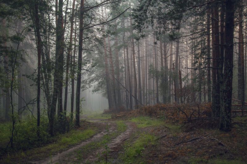 серково июль вечер туман Вечерний лес. фото превью