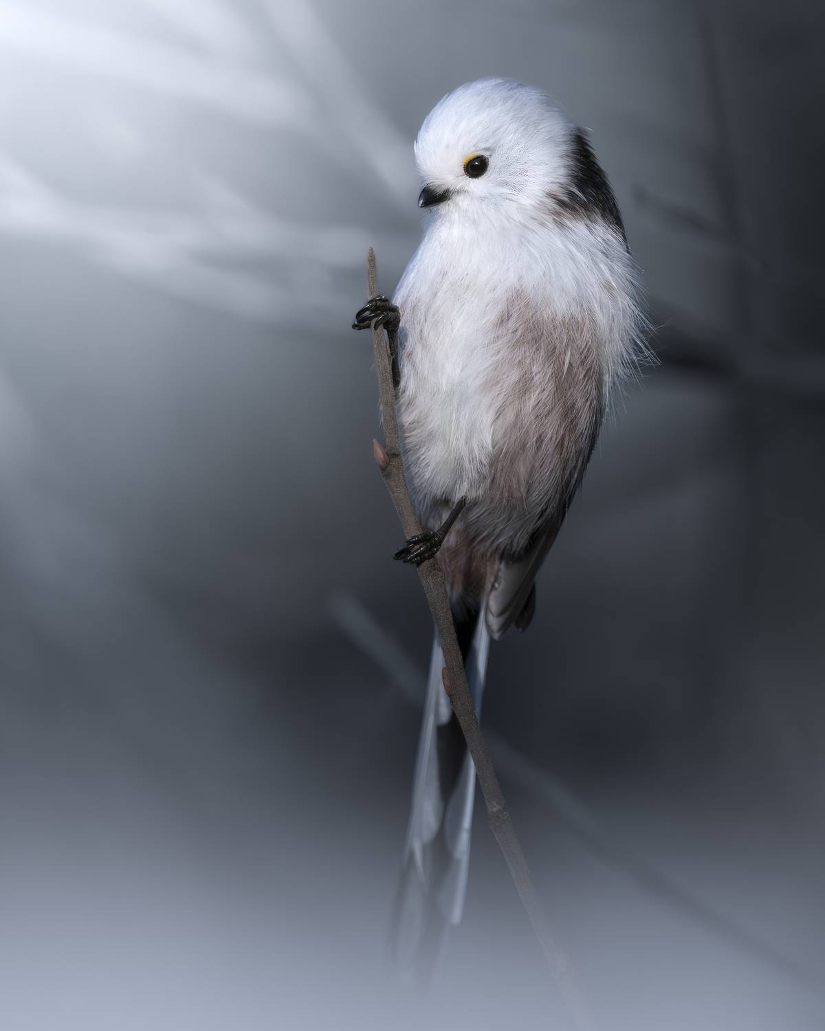 , Поляков Михаил