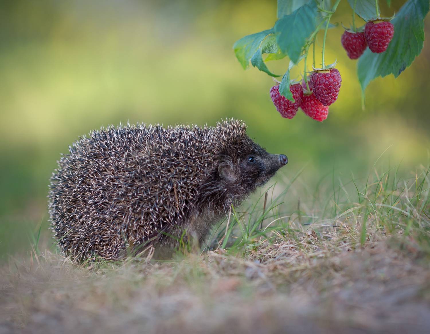 ёж, закат, лето, малина, Александр Гвоздь