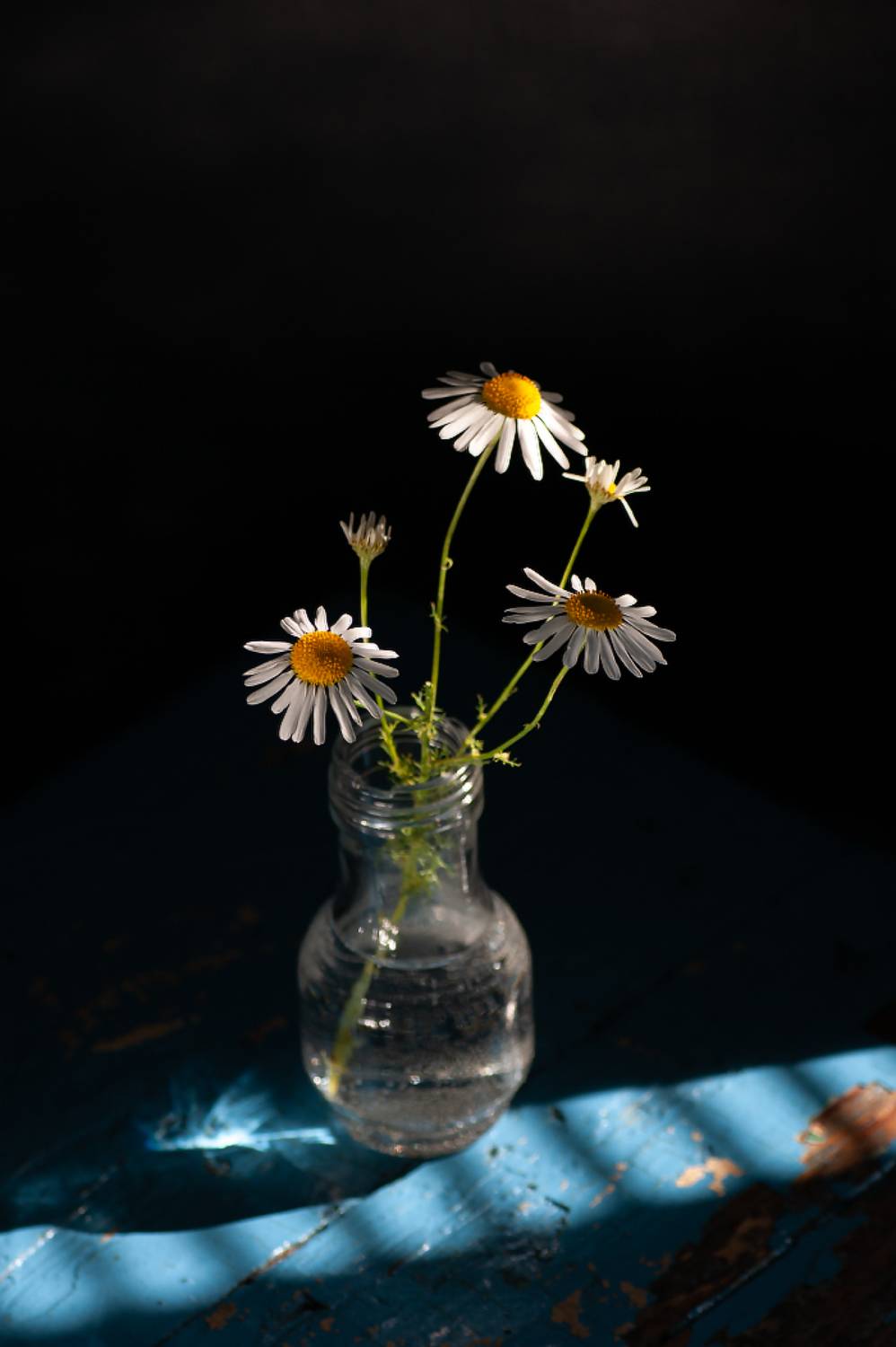 , Елена   Павлюк