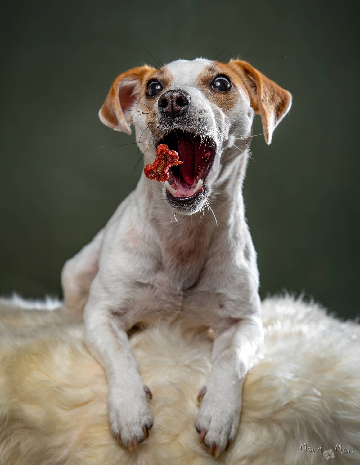 Джек расел терьер, собака, ловля еды, Маори Мурр