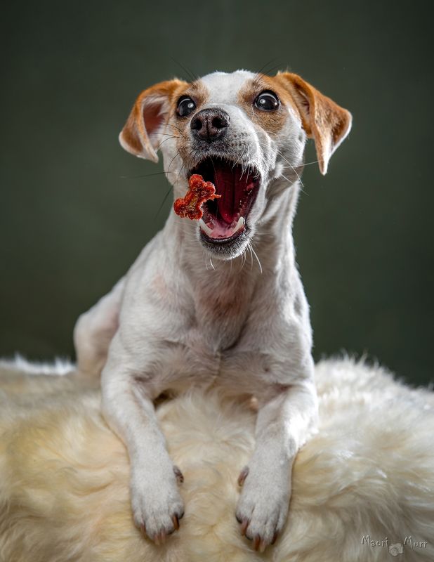 Джек расел терьер, собака, ловля еды Милка ловит вкусняшку фото превью