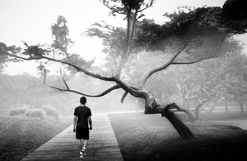 The Surreal Tree фото превью
