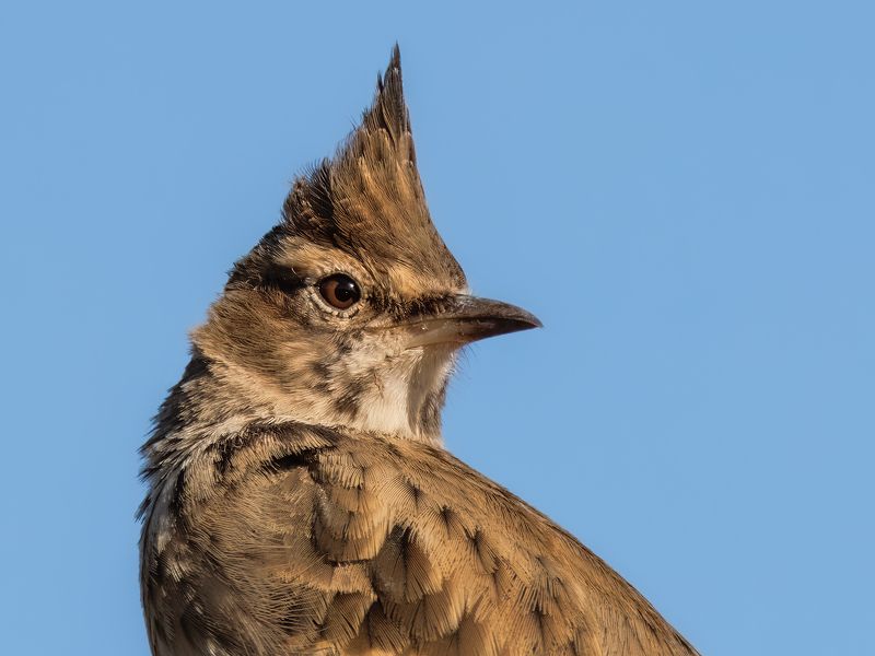 Crested Lark фото превью
