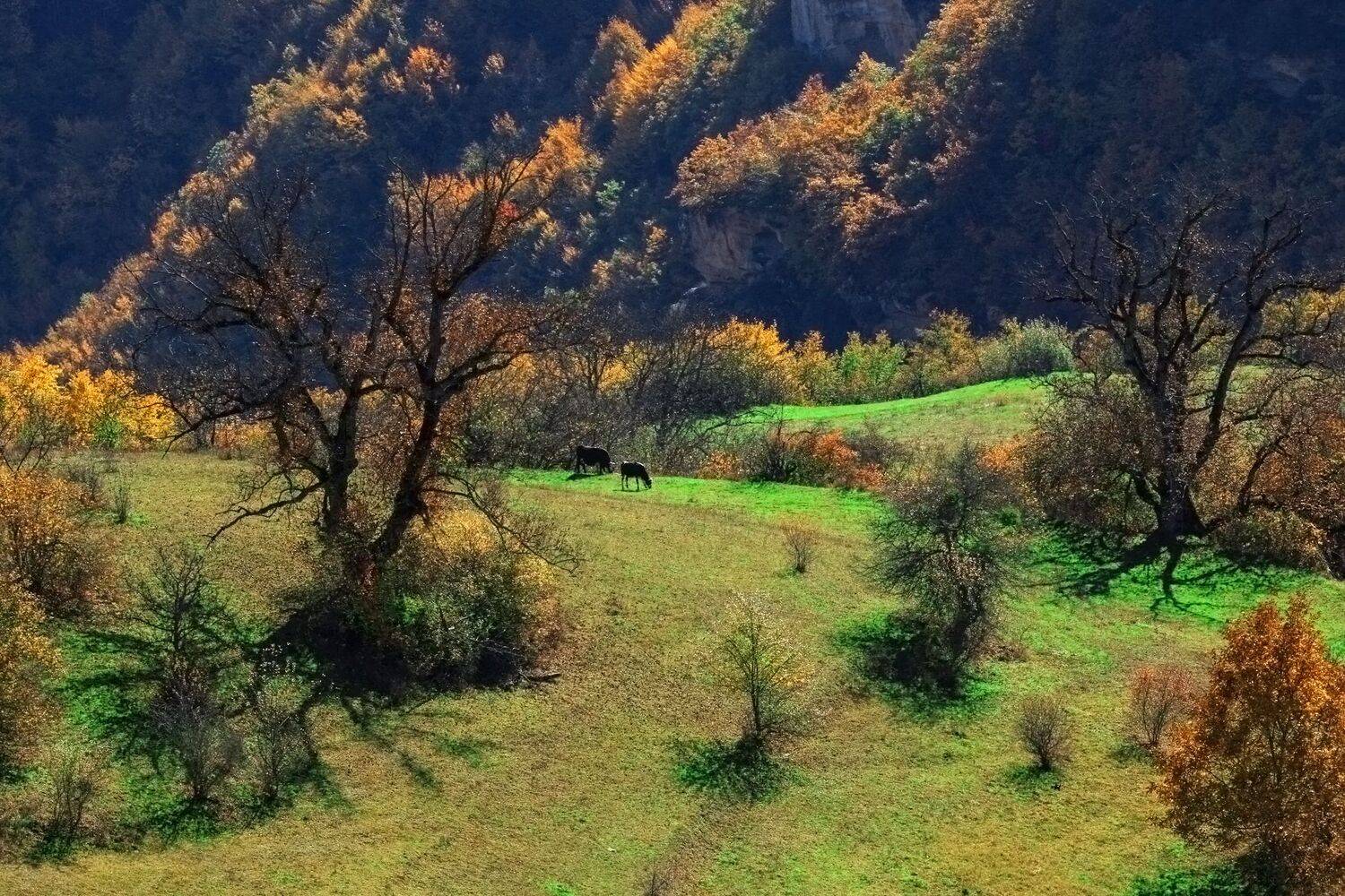 осень,пейзаж,горы,дагестан,, Magov Marat