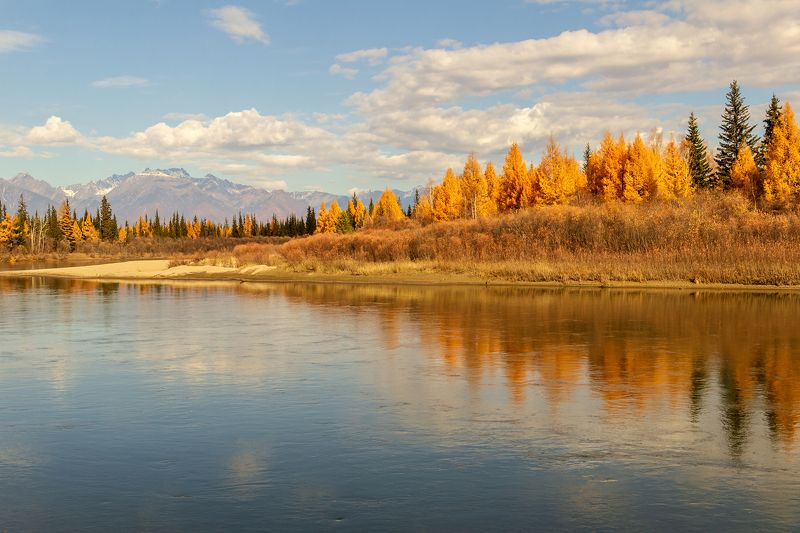 Золото лиственниц фото превью