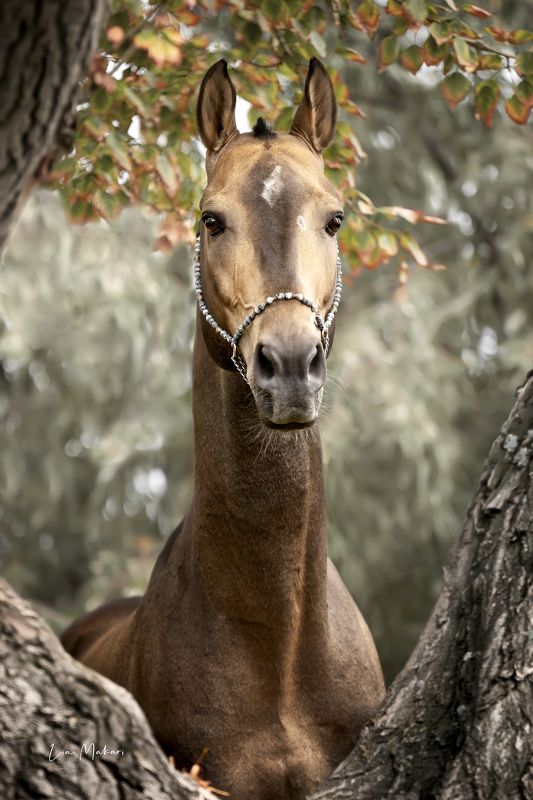 Лошадь, лошади, horse, covallo Момышулы фото превью