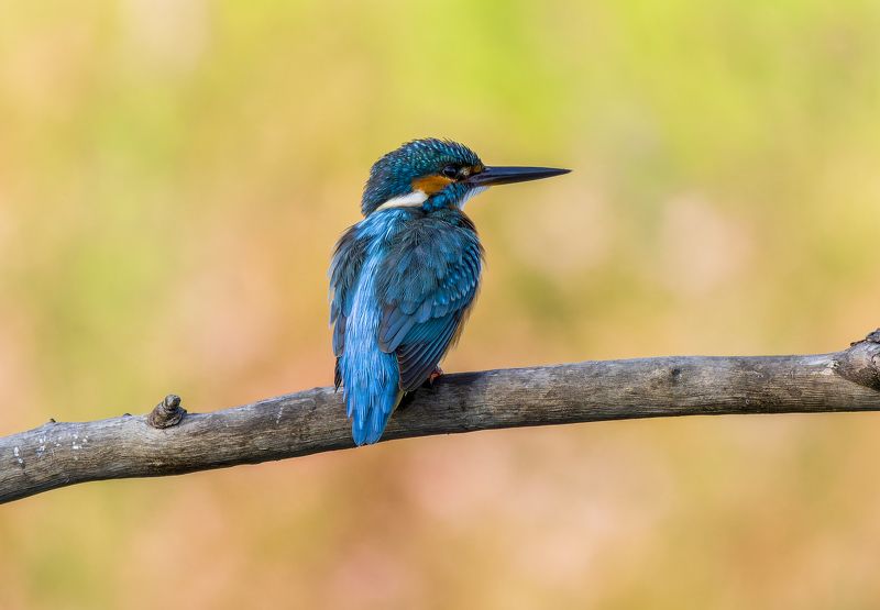 Common Kingfisher. фото превью