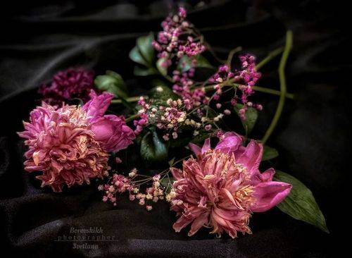 Пионы... Увядание