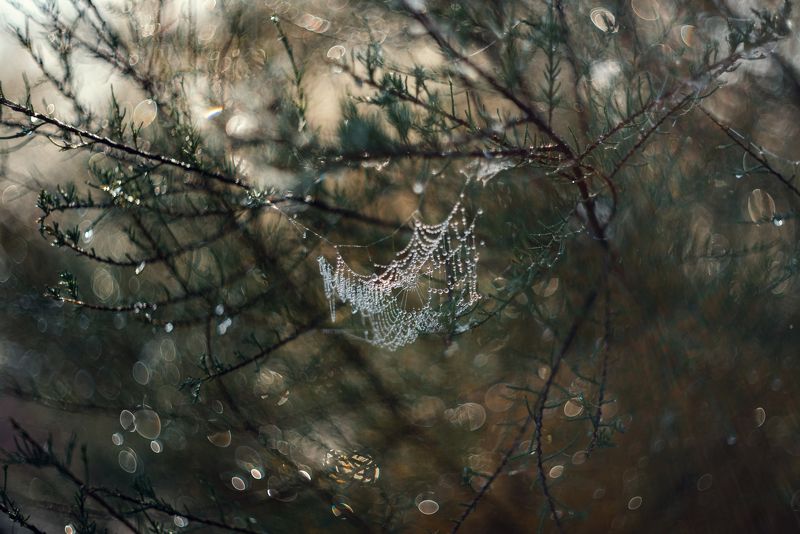 Эстетика осенних паутин. фото превью
