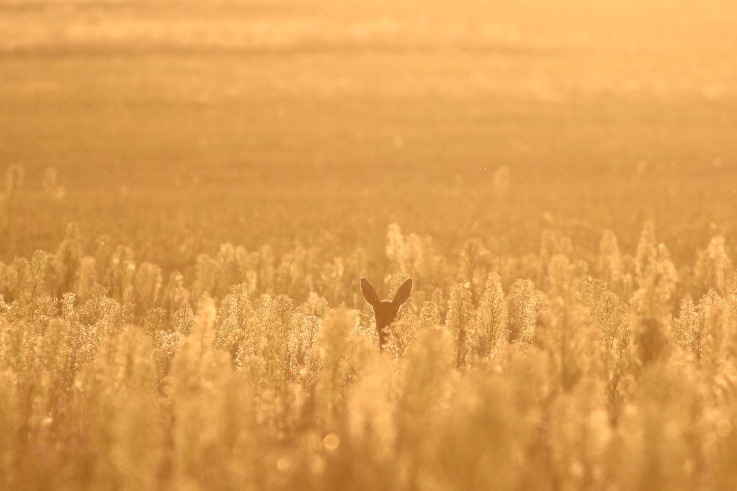 животные, дикие животные, дикая природа, природа, млекопитающие, звери, олень, косуля, анималистика, Владимир Шебаршенко