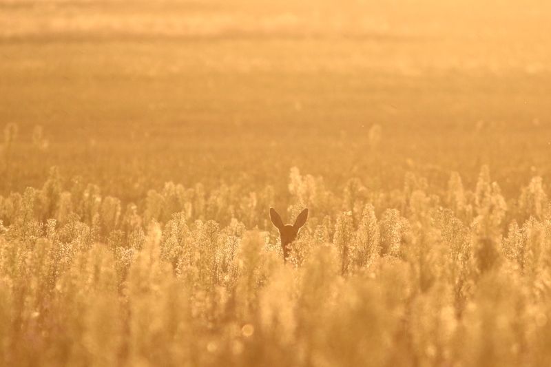 животные, дикие животные, дикая природа, природа, млекопитающие, звери, олень, косуля, анималистика Золотые уши фото превью