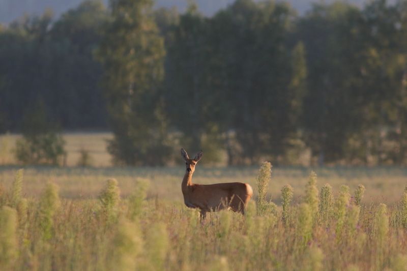 природа, дикая природа, животные, дикие животные, млекопитающие, звери, олень, косуля, анималистика, пейзаж, самарская область В полях фото превью