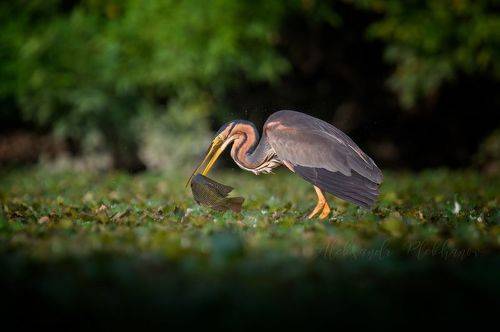 Охотник и его жертва
