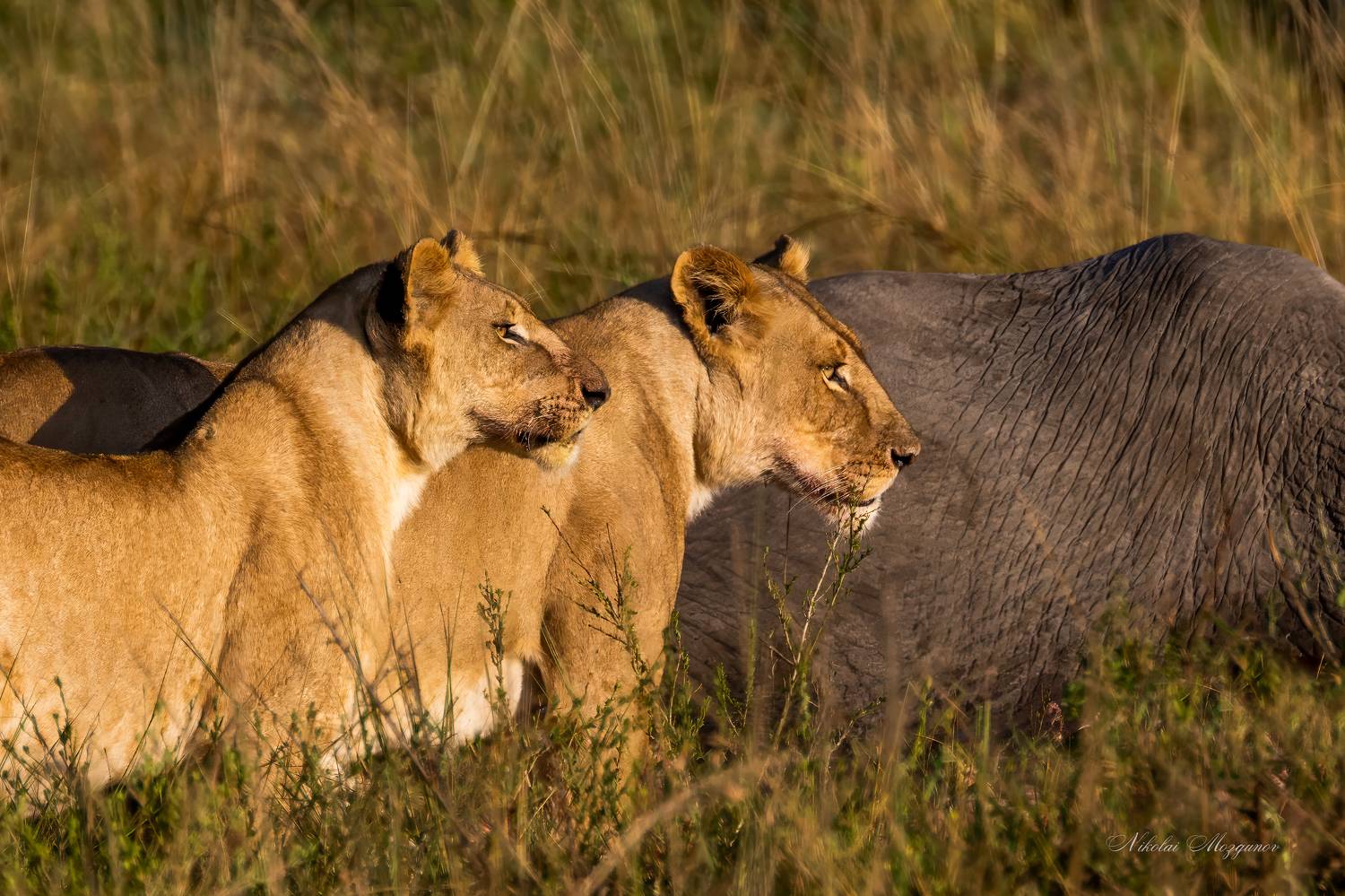 , Николай Мозгунов
