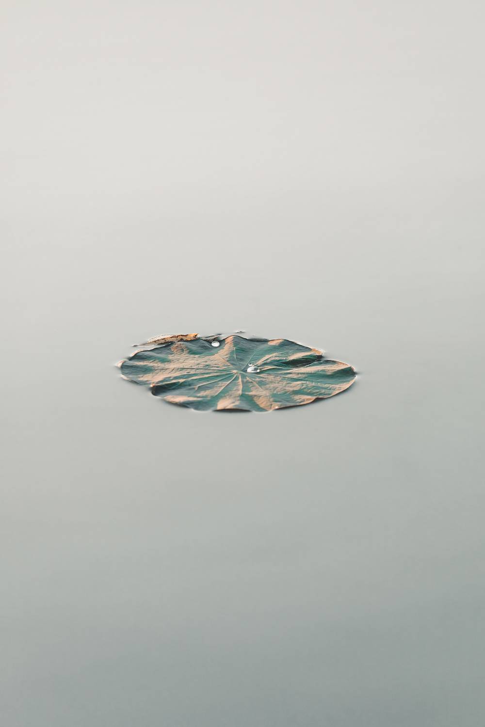 лотосы, цветы, вода, минимализм, длинная выдержка, Рябинин Влад