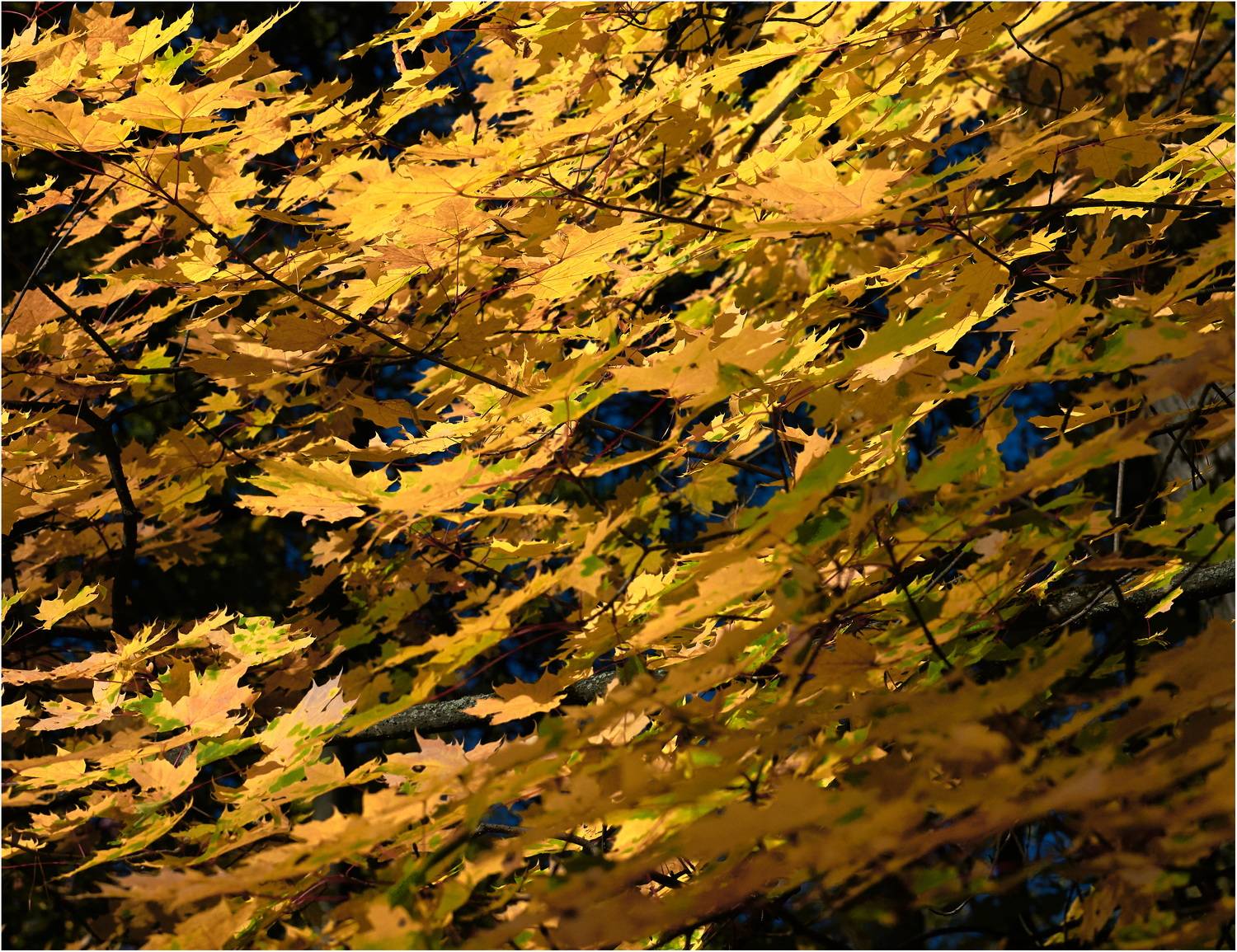 , Владимир Краснов