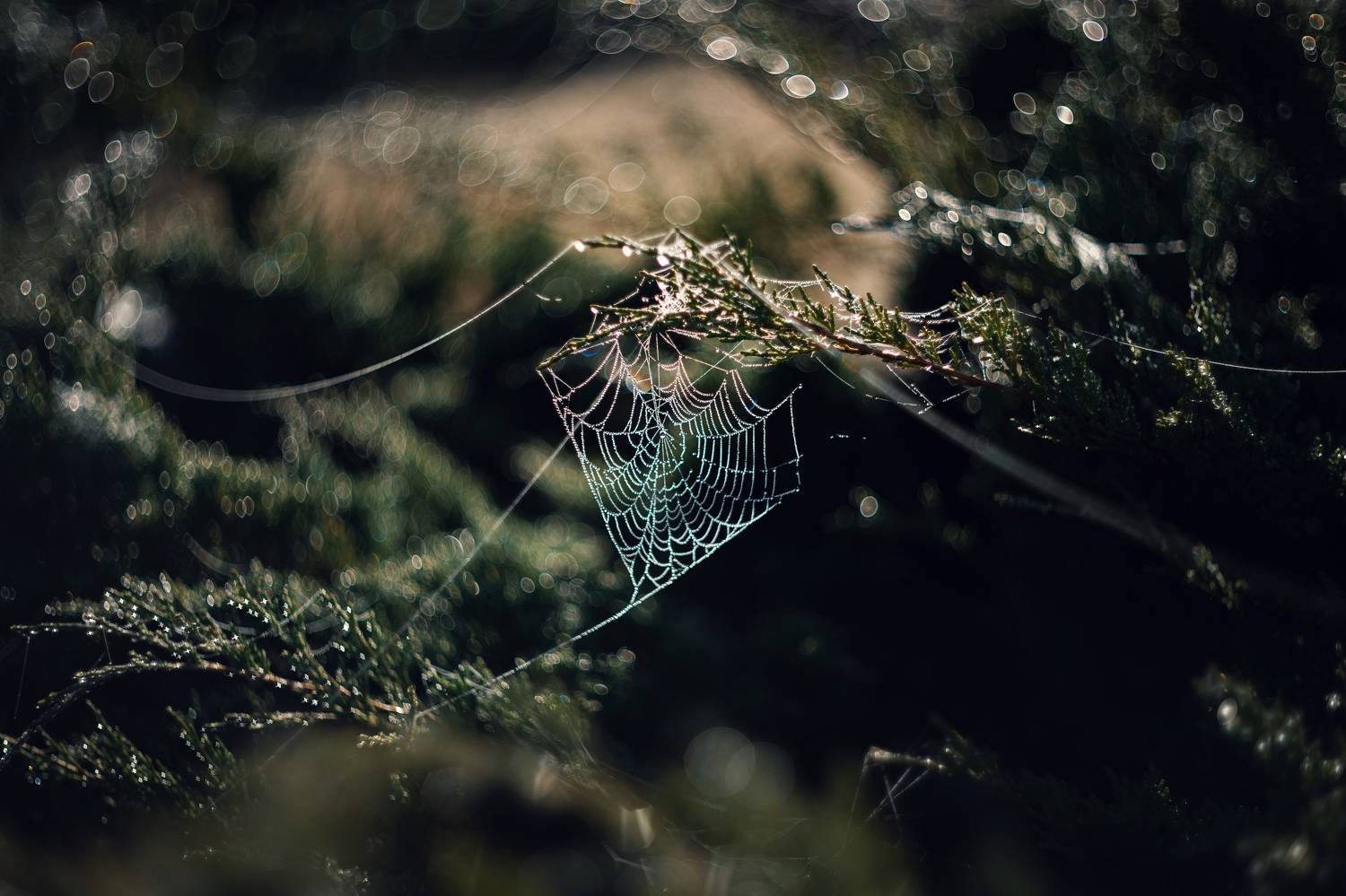 осень, утро, туман, паутина, бриллианты, капли, природа, хрупкость, природа крыма, керчь, крым, россия, Щербак Анатолий