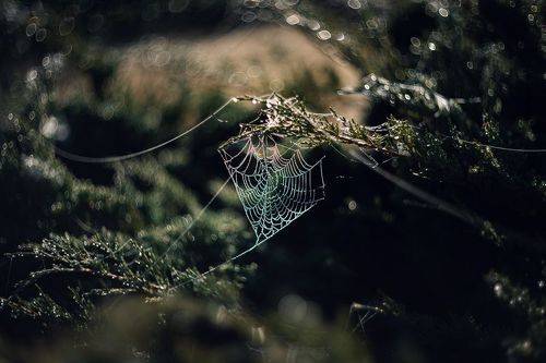 Росистые ловушки поздней осени.