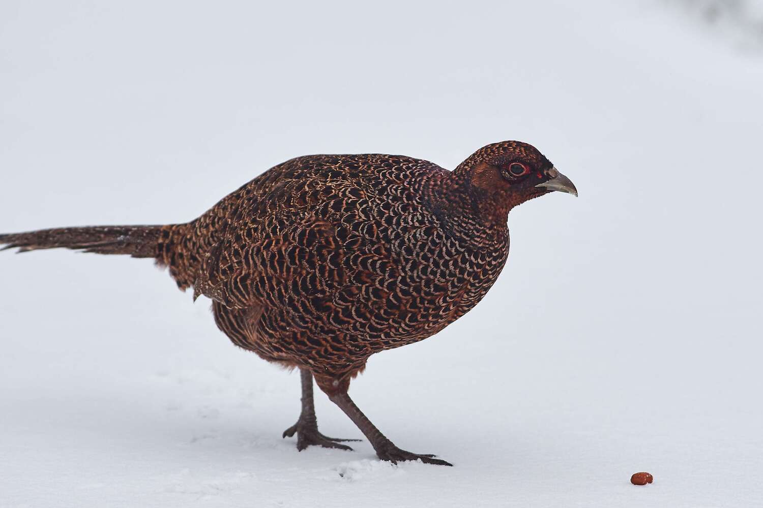 volgogad, russia, wildlife, bird, birds, birdswatching, volgograd, russia, wildlife, Phasianus colchicus,, Сторчилов Павел