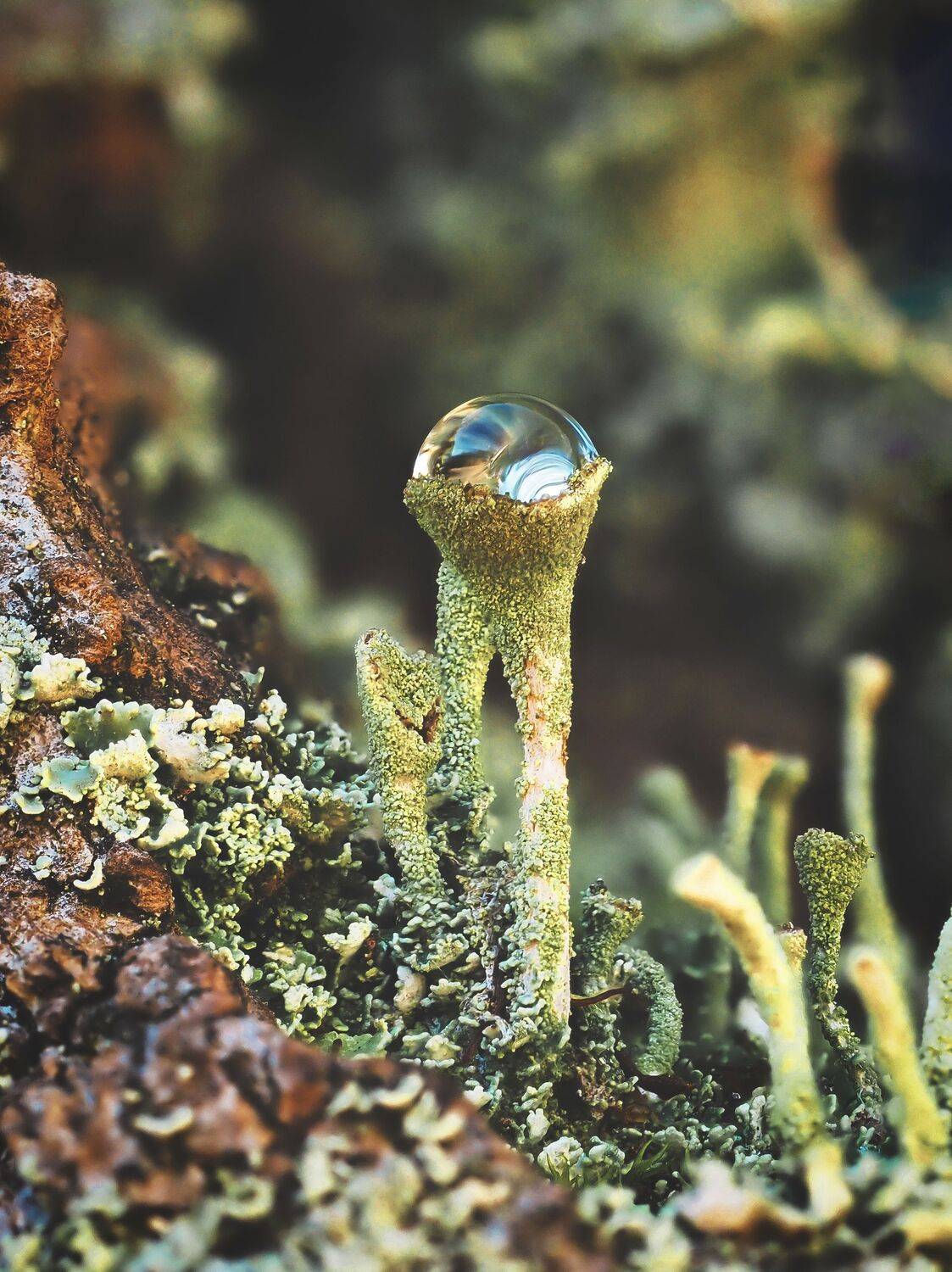 кладония, мох, лишайник, макро, капля, macro, droplet, cladonia, Протченко Ирина