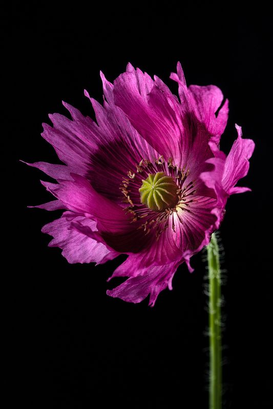 мак, лепестки, цветок, флора, цветение Мак фото превью