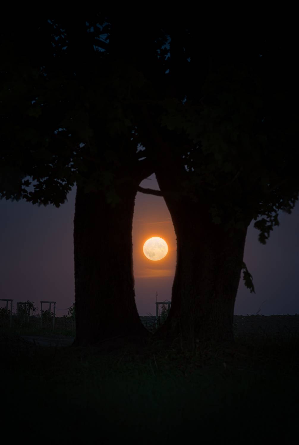 , Полина Хрол