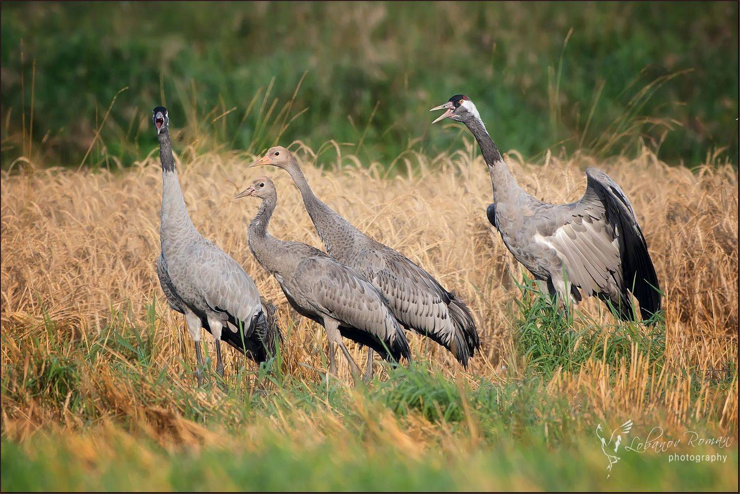 , Лобанов Роман