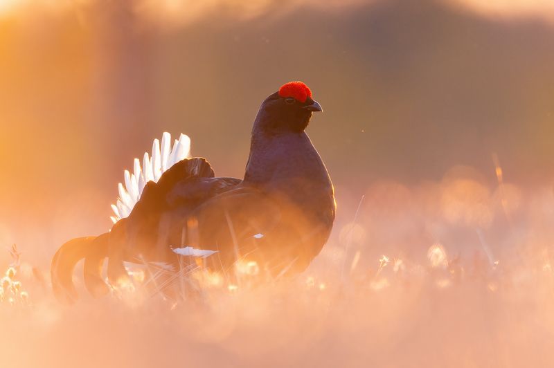 Косачи. фото превью