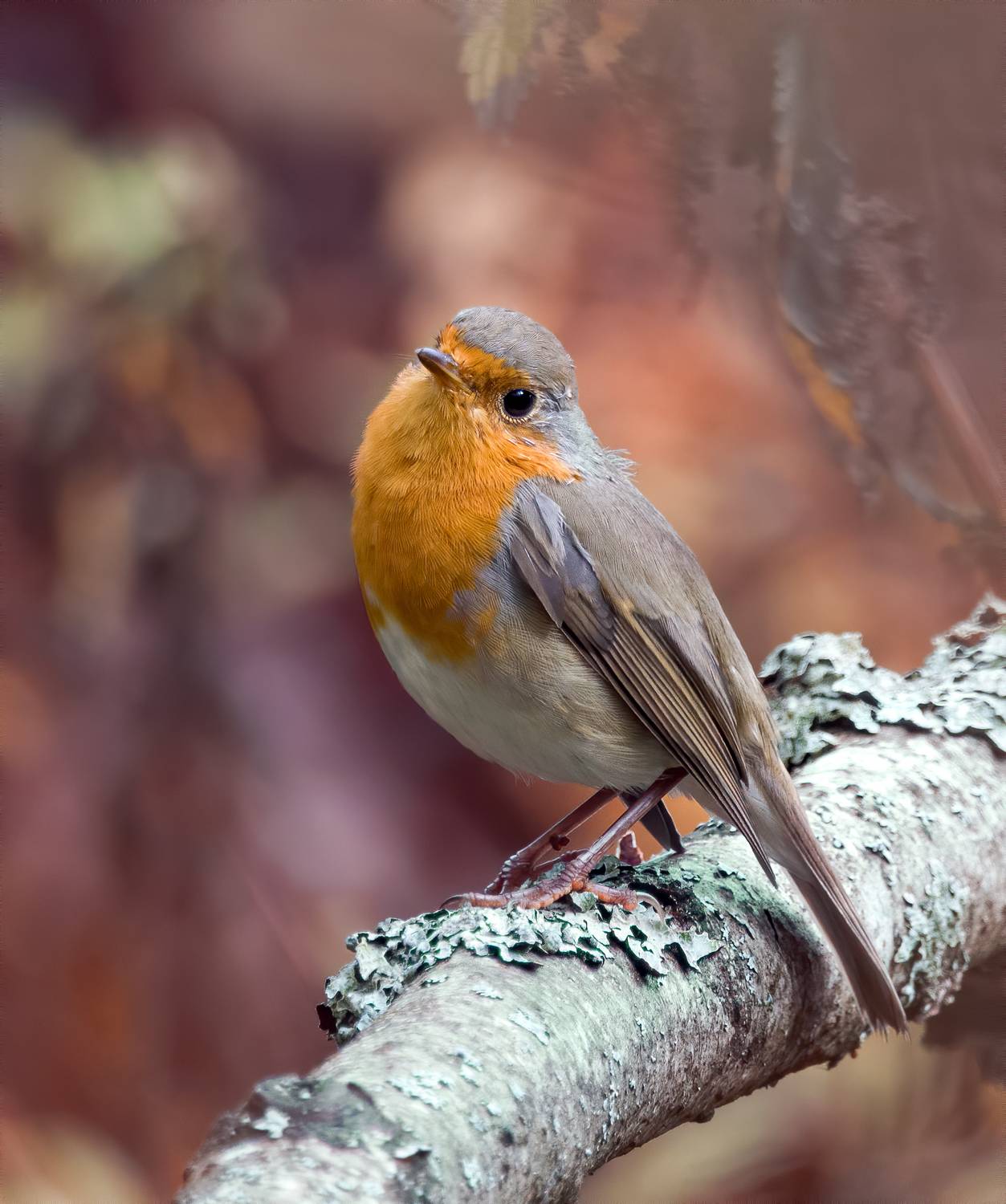 birds,birdwatching, wildlife, nature, robin, bestbirds, птицы, фотоохота, фотоптиц, природа, лес, зарянка, Михаил Ездаков