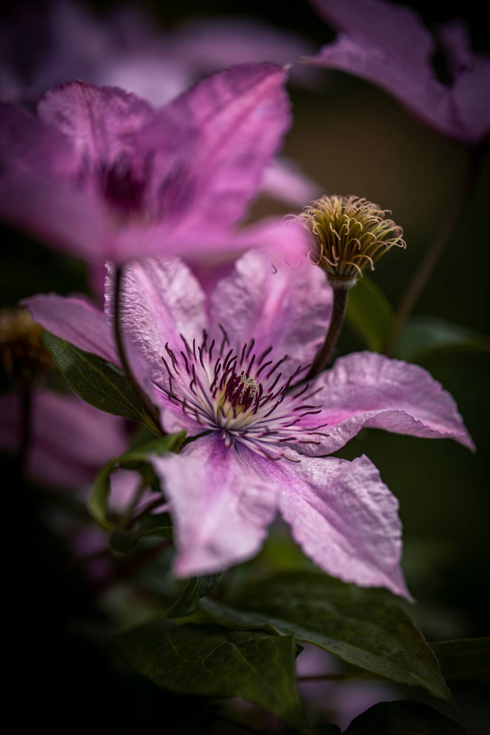 , Бравичева Анастасия