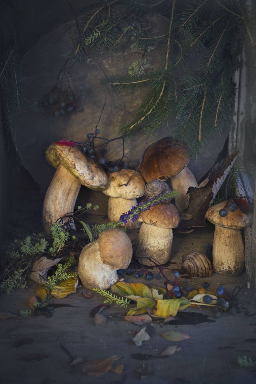 грибы, белые, натюрморт, ветки ели, Зимина Лионелла
