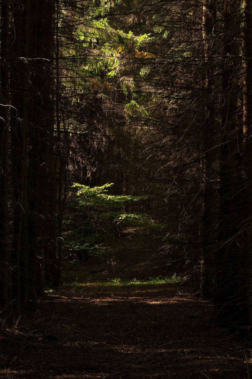 , Стрельцов Виталий