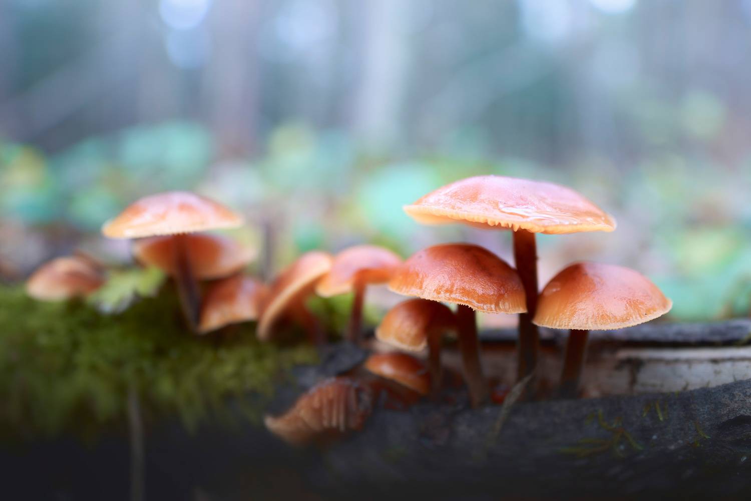 грибы, лес, Валерий Вождаев