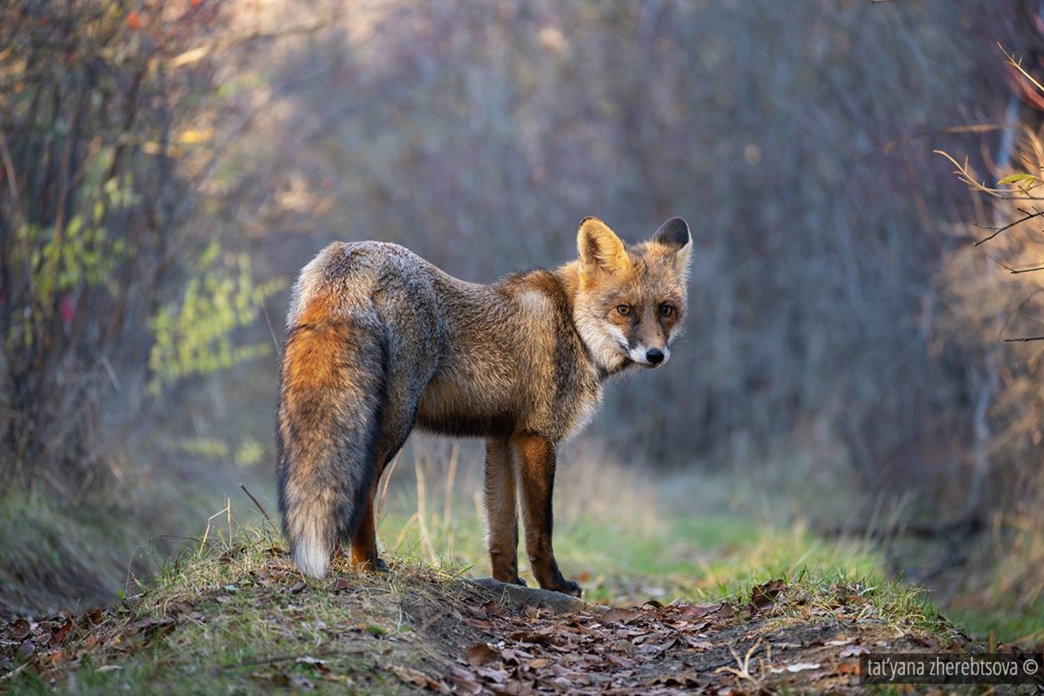 , Татьяна Жеребцова