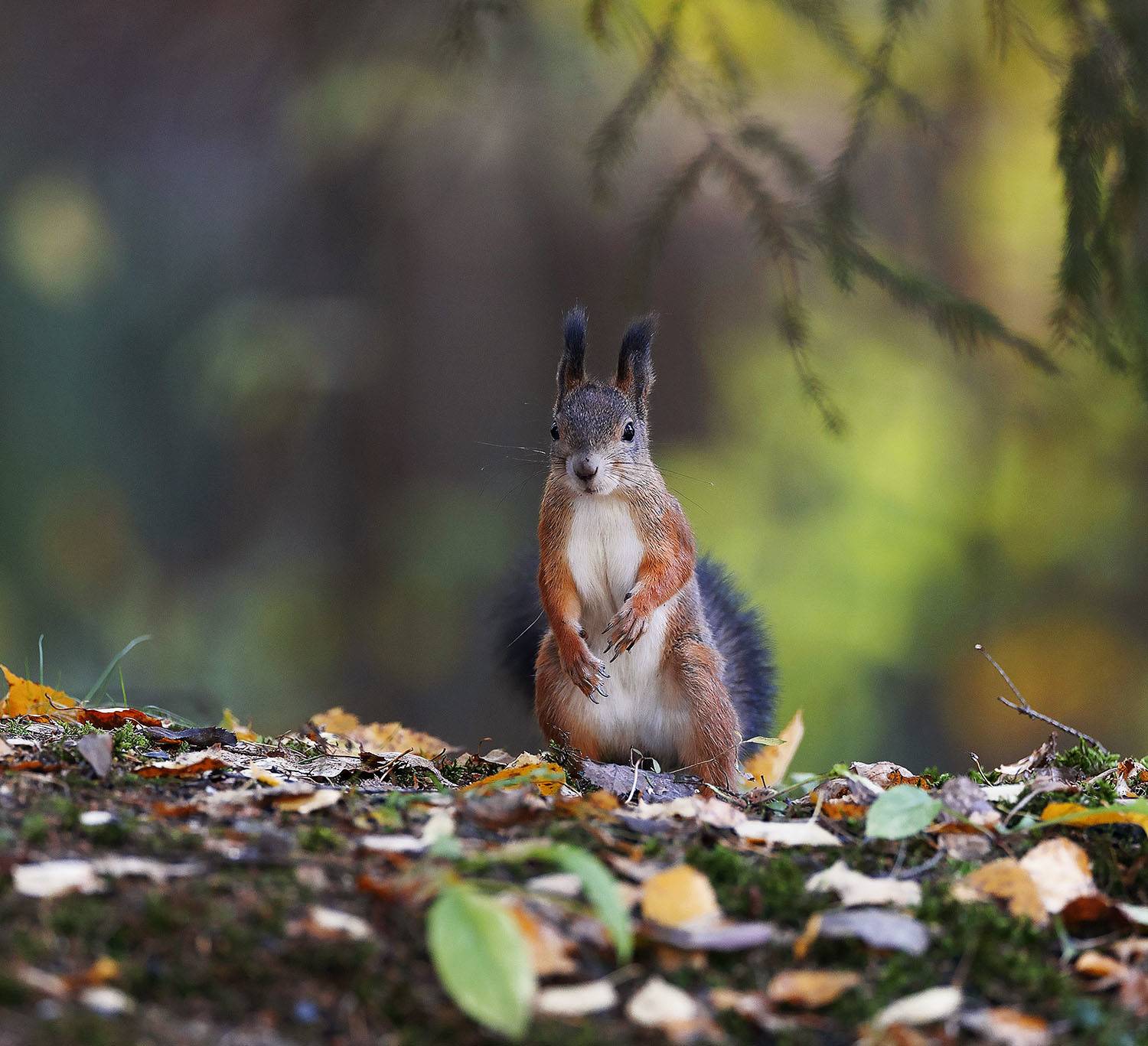 белка, лес, осень, природа, красота, squirrel, beautiful, forest, autumn, nature, Стукалова Юлия