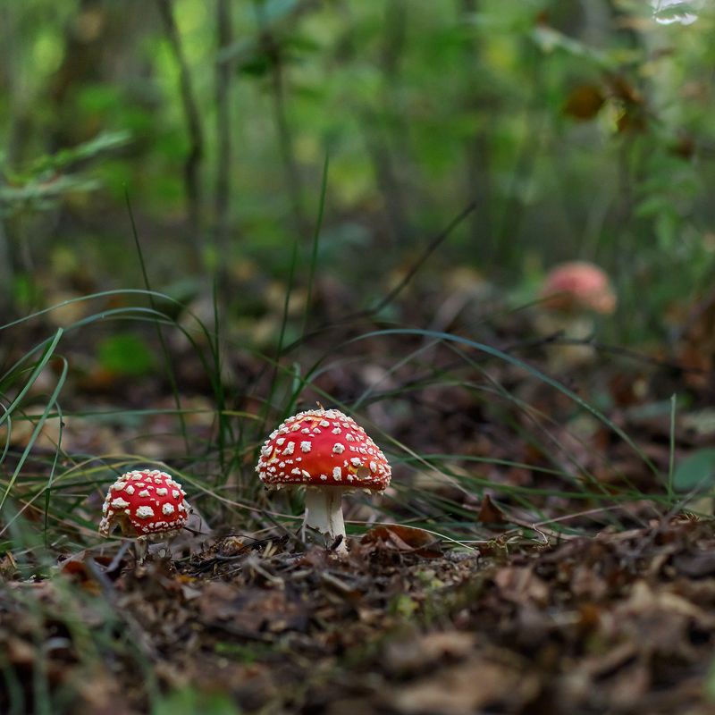 мухомор, гриб, макро, macro, лес, осень Мухоморчики фото превью