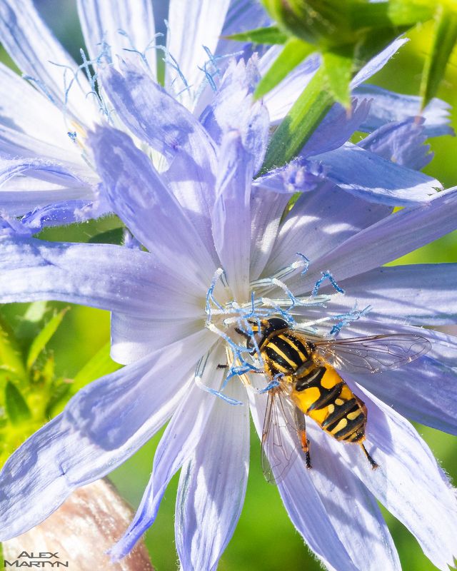 цветок, лето, жужа, полосатая, насекомое Время десерта фото превью