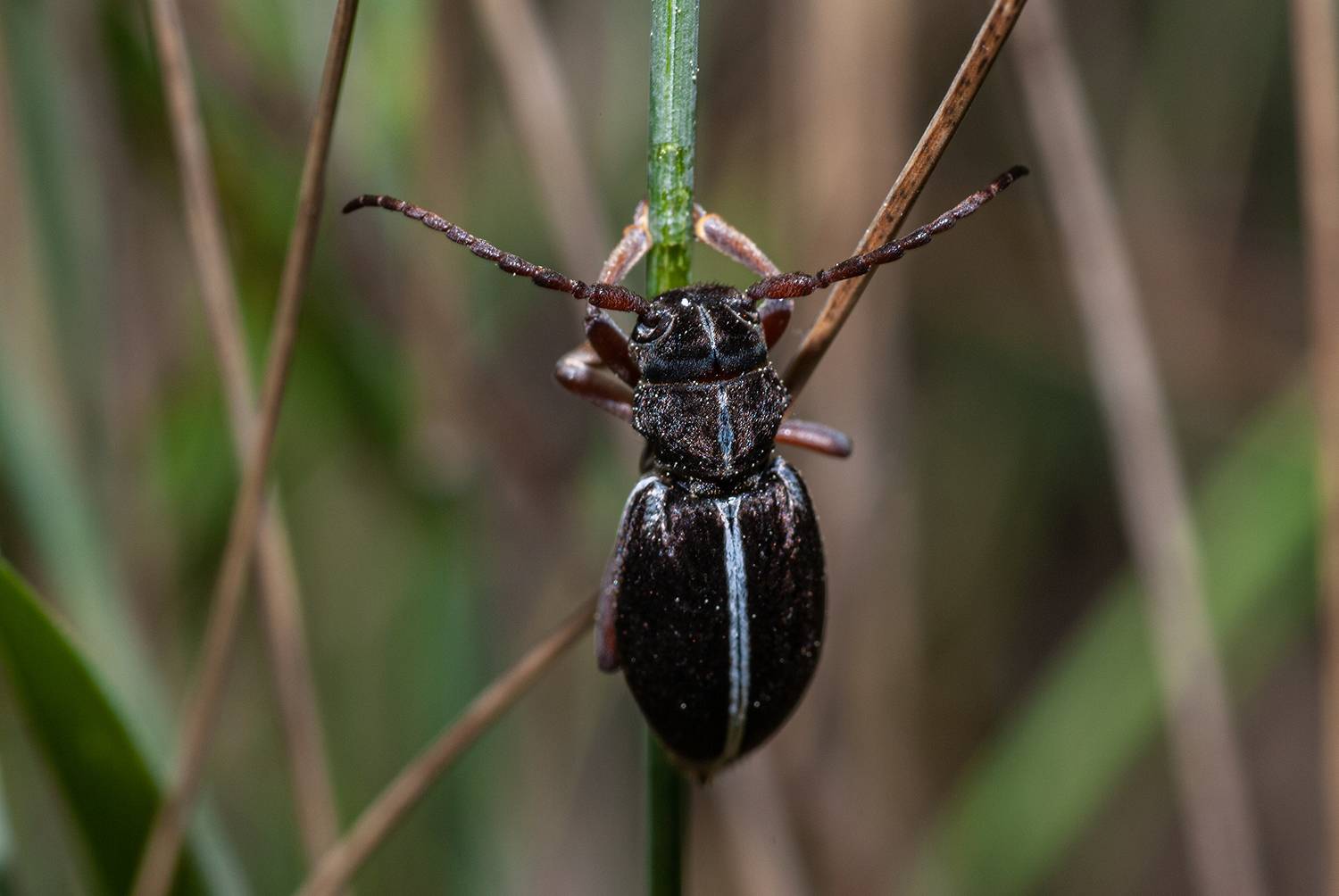 , Елена Нижегородцева