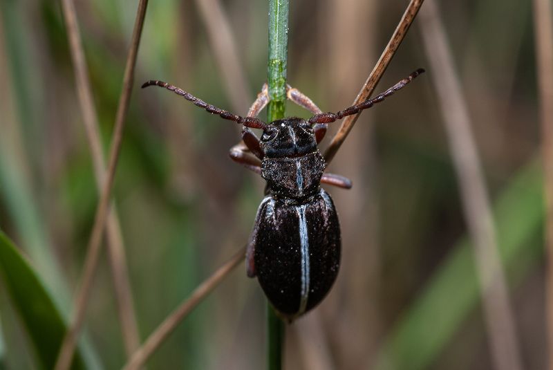 Бархатная :) фото превью